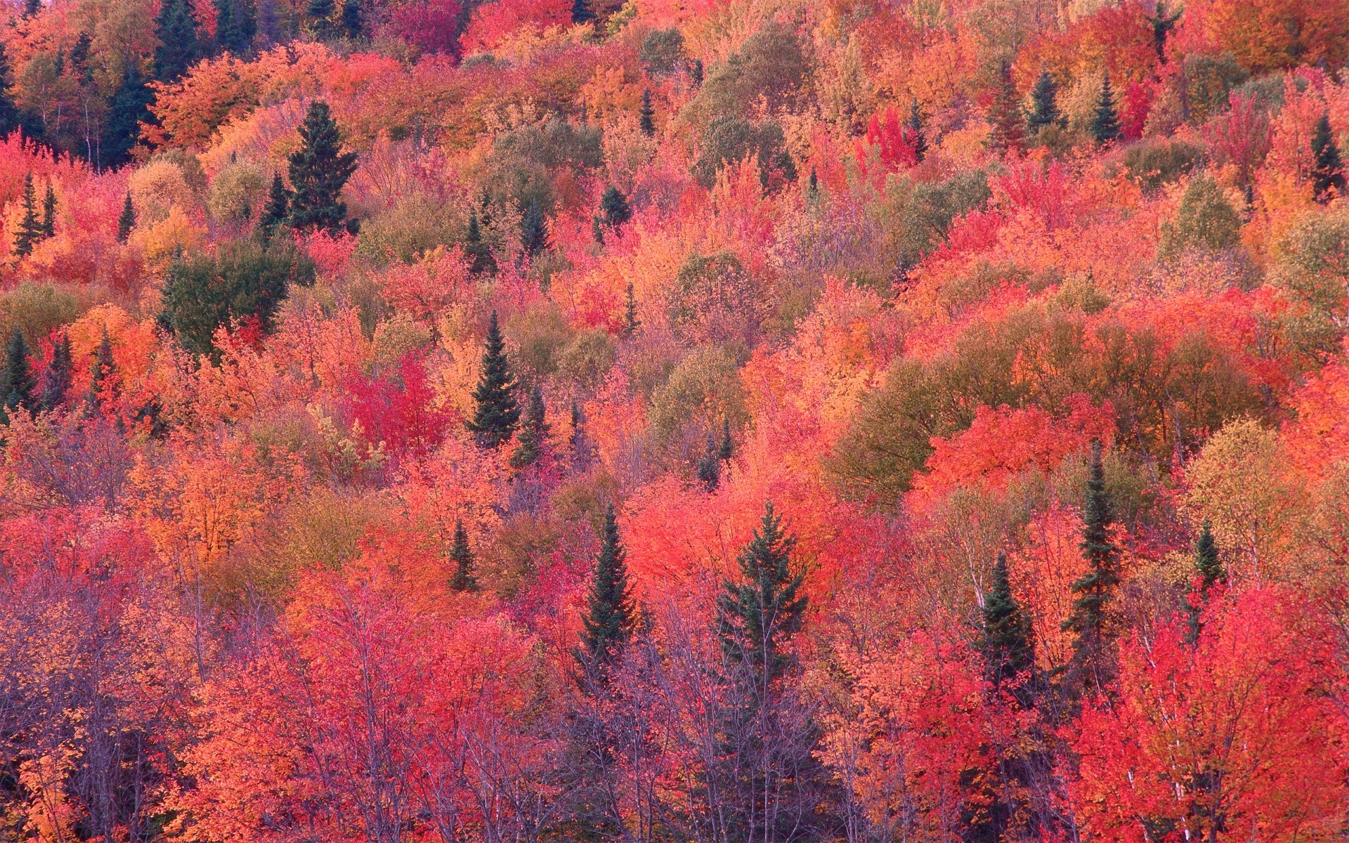 beau fond d'écran téléchargement gratuit,feuille,arbre,la nature,rouge,l'automne