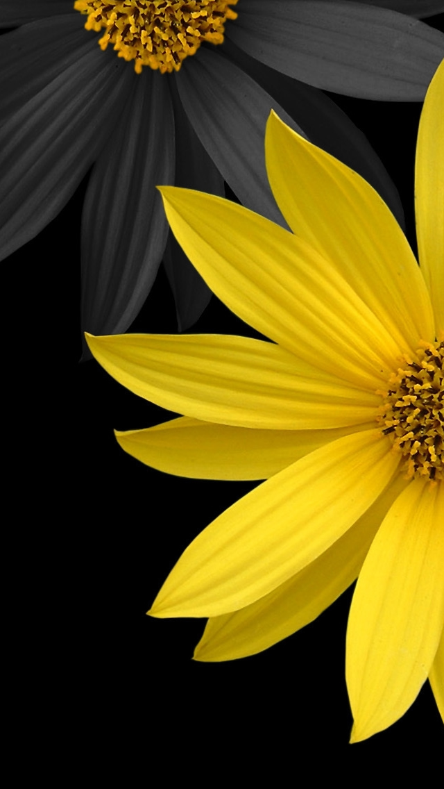 fond d'écran simple pour mobile,jaune,pétale,fleur,plante,tournesol