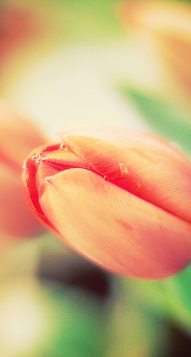 sfondo di lg g3,petalo,rosa,tulipano,rosso,avvicinamento