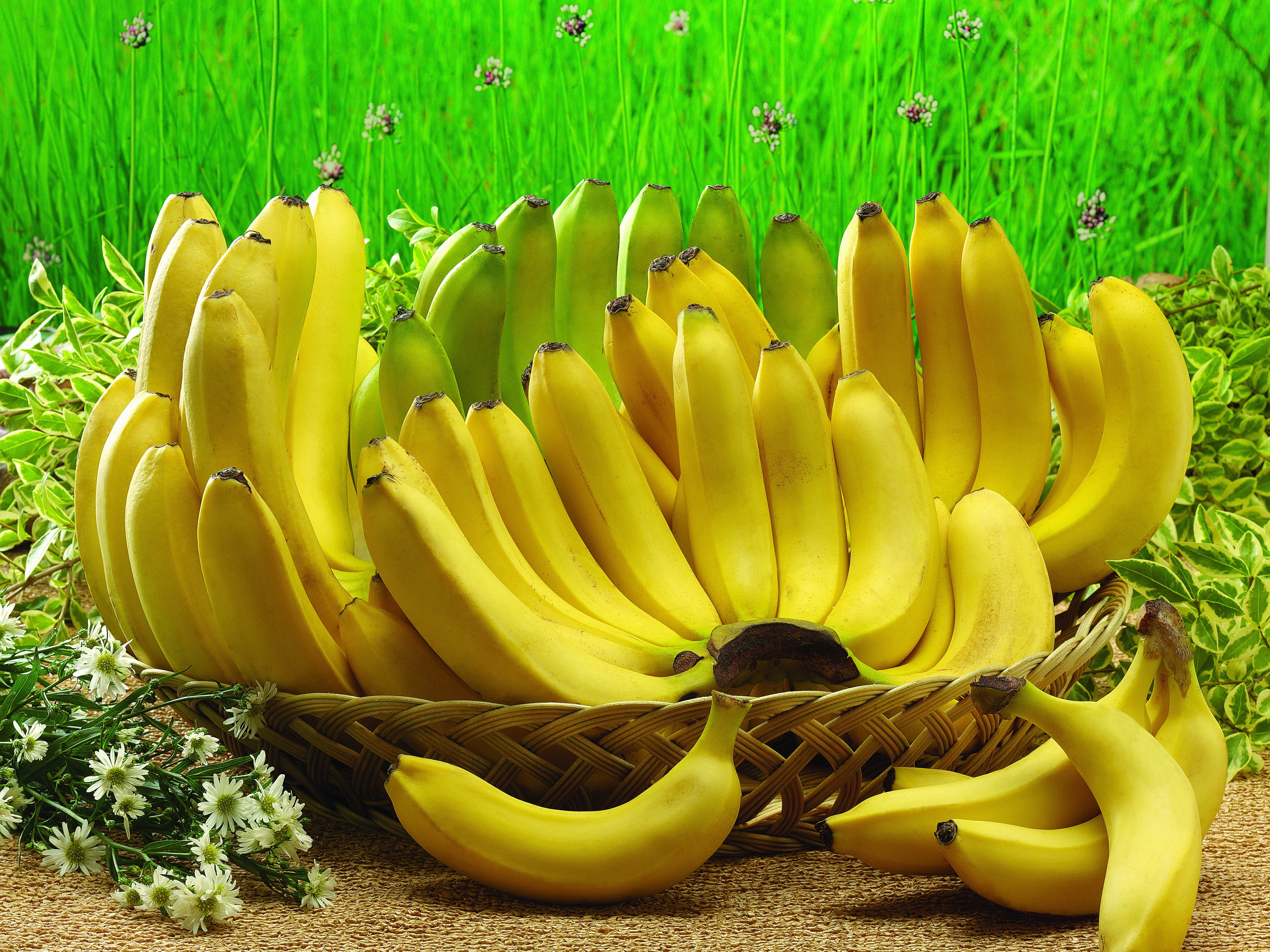 バナナの壁紙,バナナファミリー,バナナ,黄,自然食品,工場