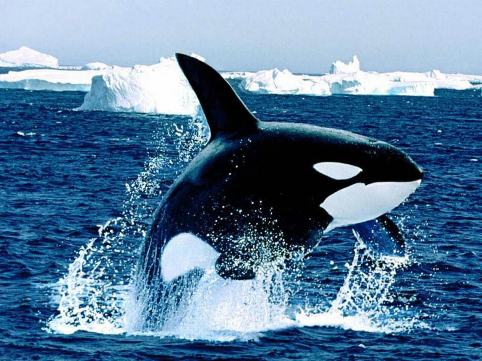 fondo de pantalla de orca,orca,mamífero marino,biología marina,ballena,delfín