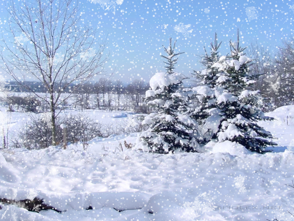 降雪壁紙,雪,冬,木,凍結,霜