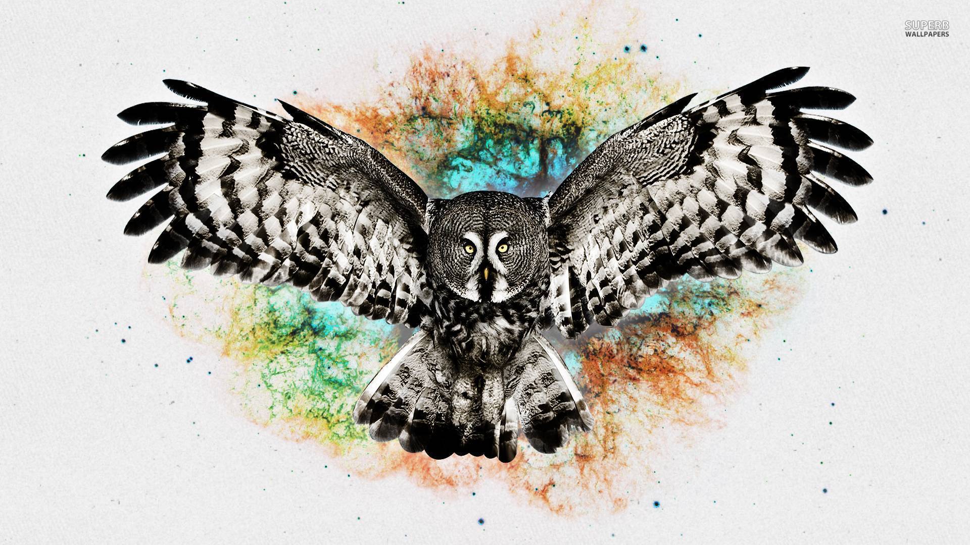 fondo de pantalla hantu,búho,pájaro,ave de rapiña,ala,ilustración