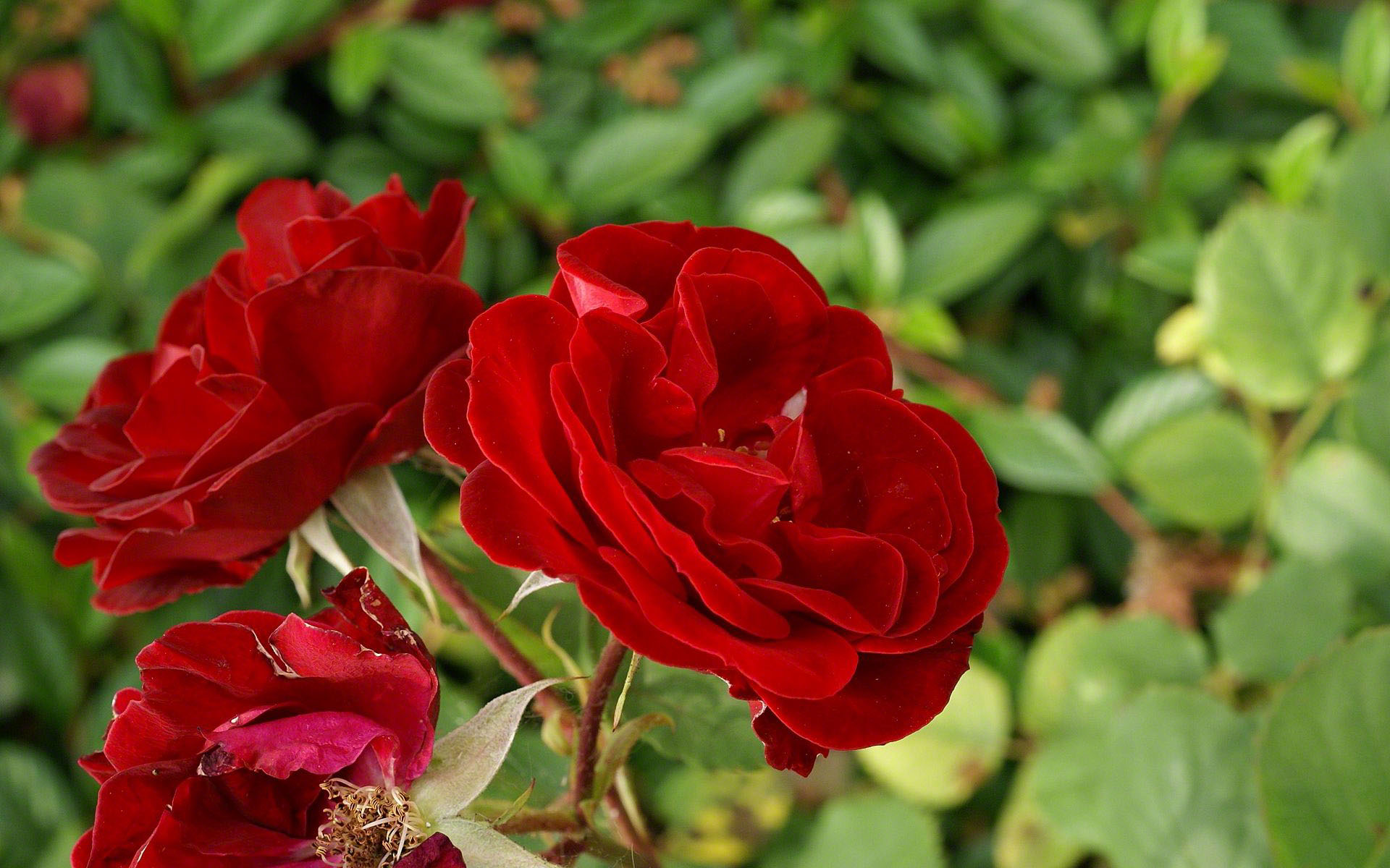 download di sfondi rose,fiore,pianta fiorita,julia child rose,rosso,petalo