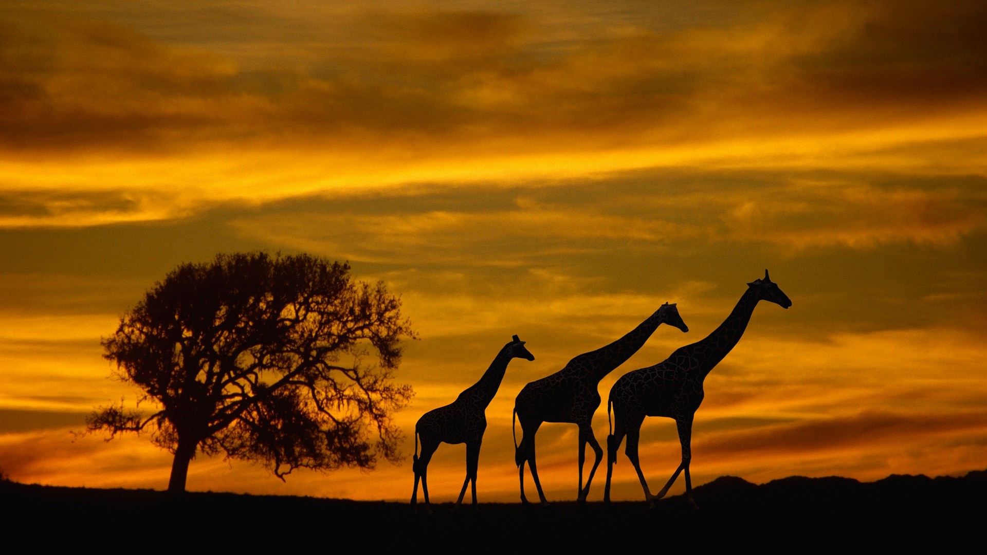 fond d'écran de la faune,faune,animal terrestre,girafe,ciel,savane