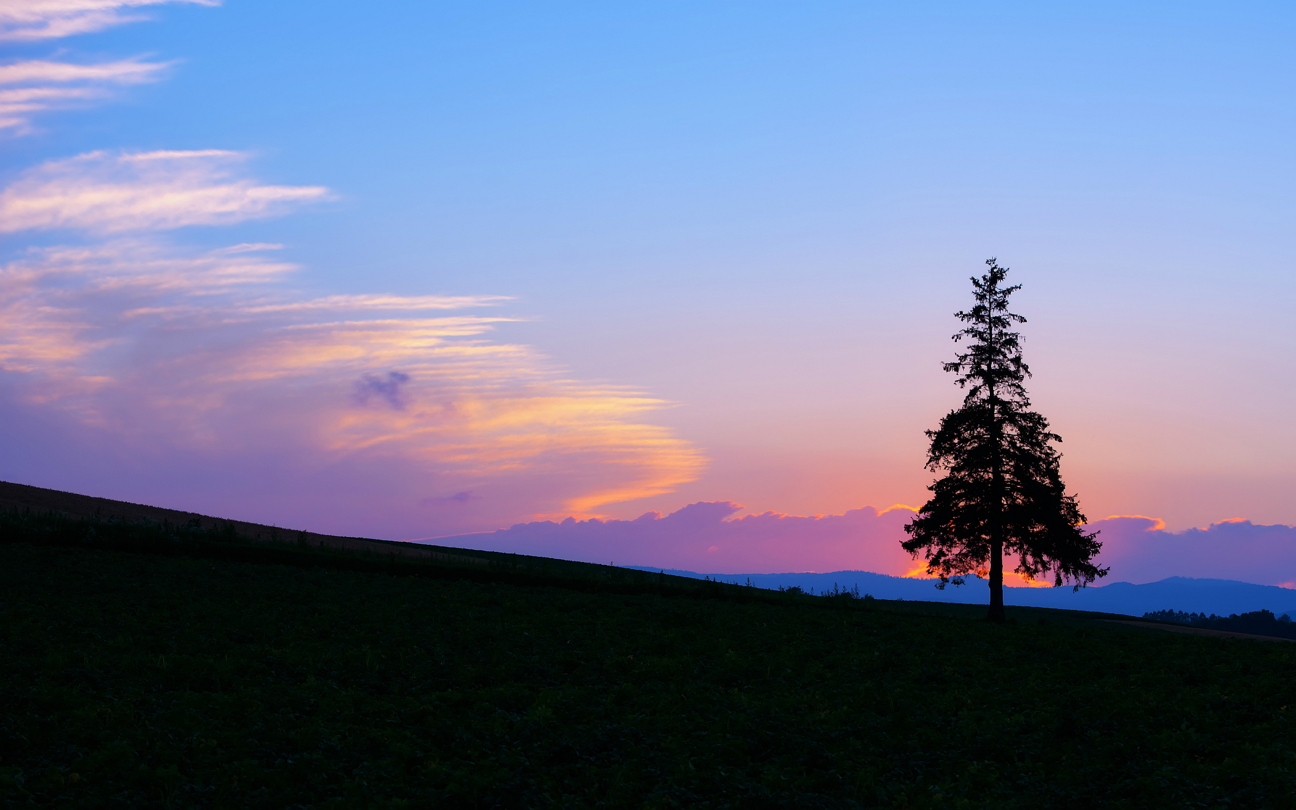 fondo de pantalla de noche,cielo,naturaleza,árbol,puesta de sol,nube