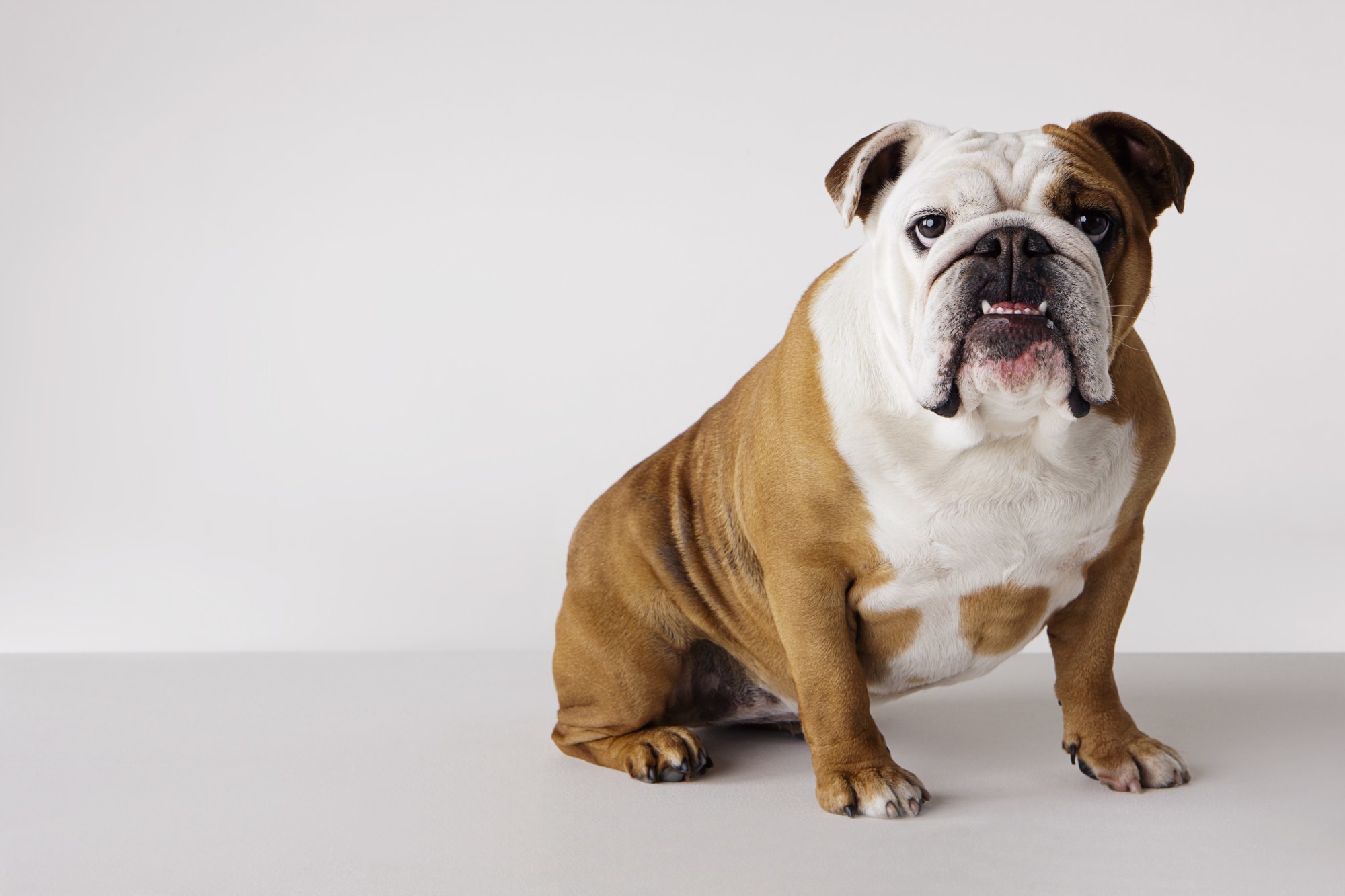 English Bulldog- WallpaperUse