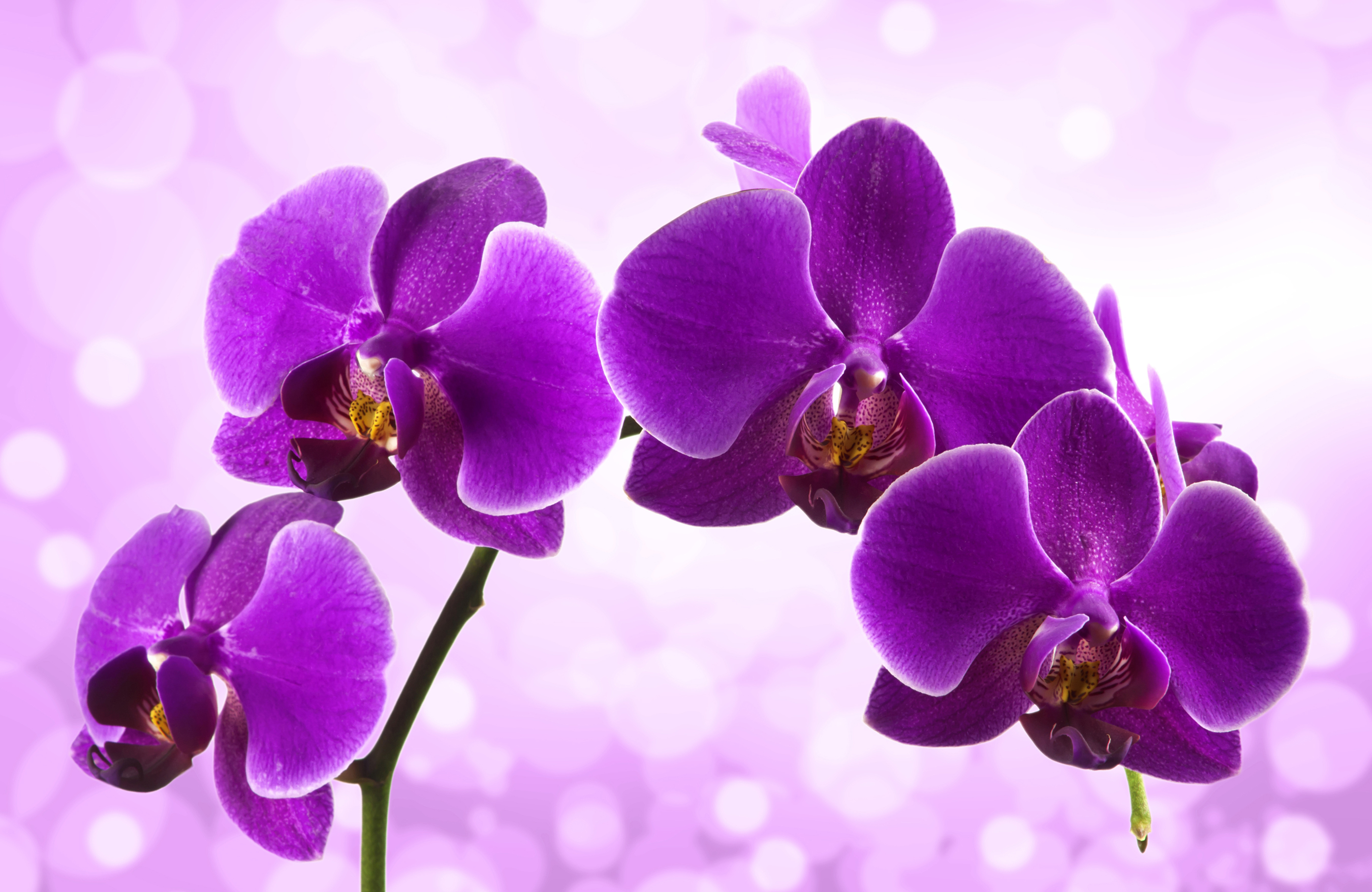 fondo de pantalla de orquídeas,flor,planta floreciendo,orquídea polilla,violeta,pétalo