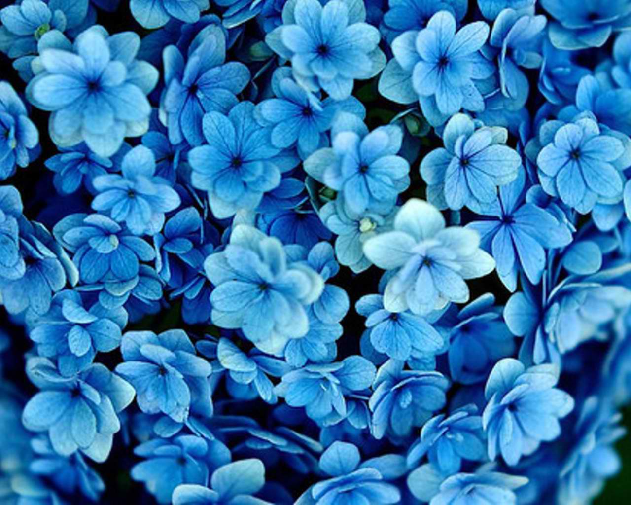 青い花の壁紙 青い 花 工場 開花植物 花弁 9418 Wallpaperuse