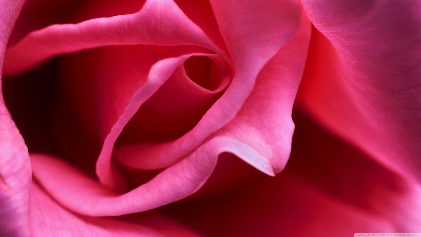 fond d'écran animé rose,pétale,rose,roses de jardin,rouge,fleur
