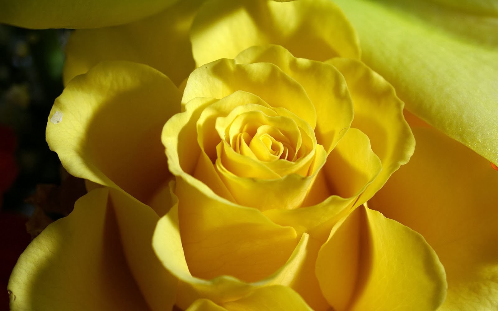 rose immagini foto sfondi,julia child rose,fiore,rose da giardino,giallo,petalo