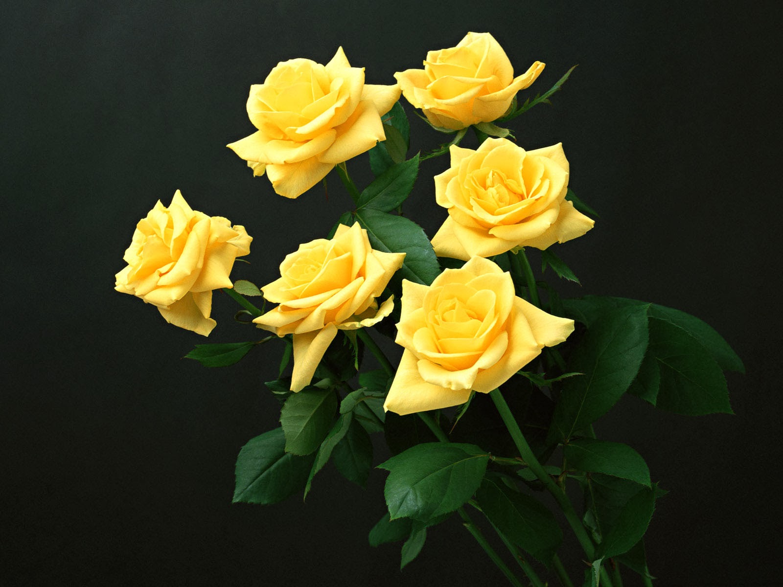 rose immagini foto sfondi,fiore,julia child rose,rose da giardino,giallo,rosa