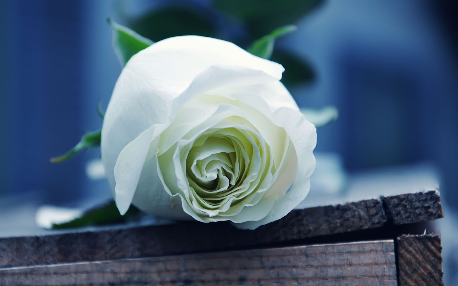 rose immagini foto sfondi,fiore,bianca,rosa,rose da giardino,petalo