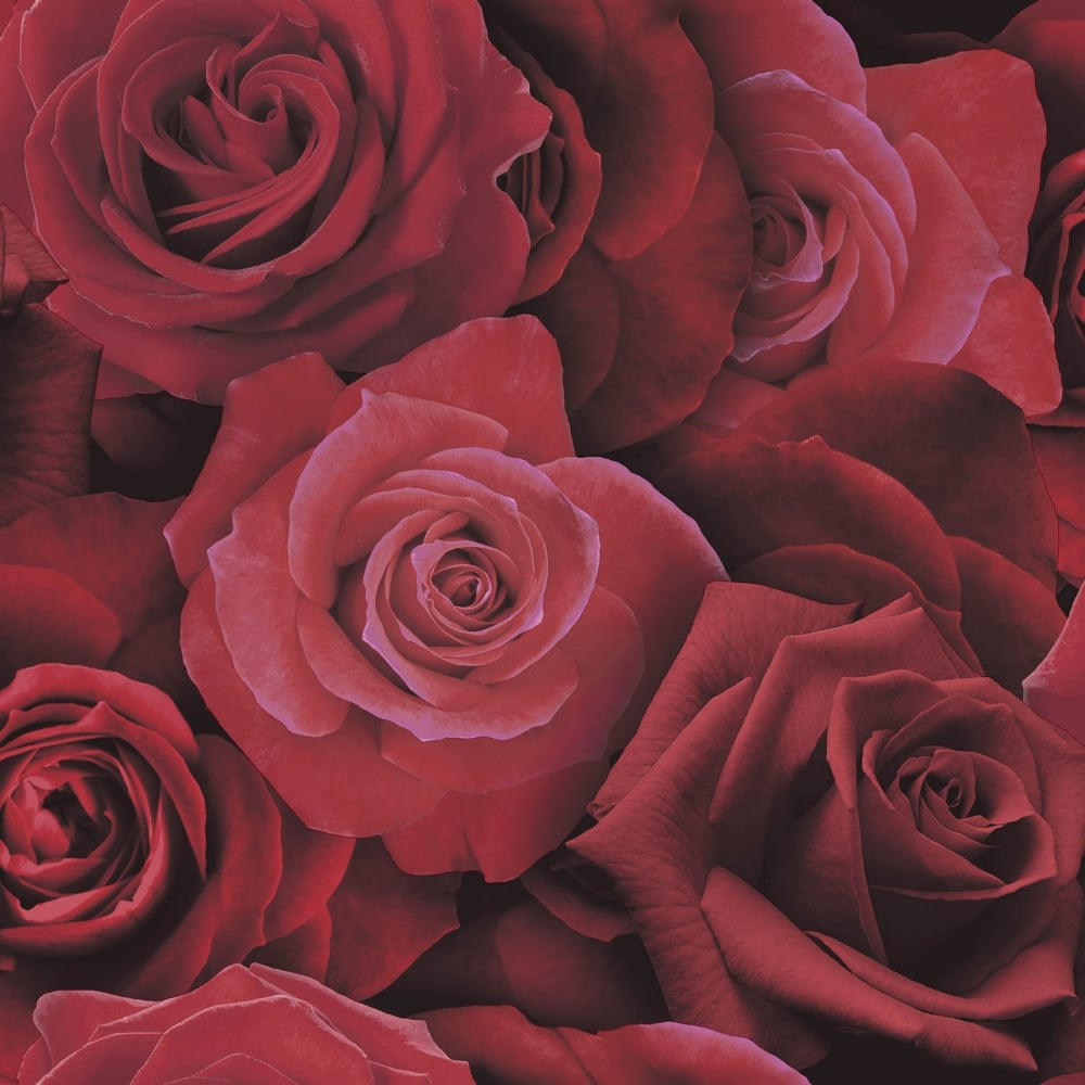 rose foto sfondi,fiore,rose da giardino,pianta fiorita,rosa,rosso
