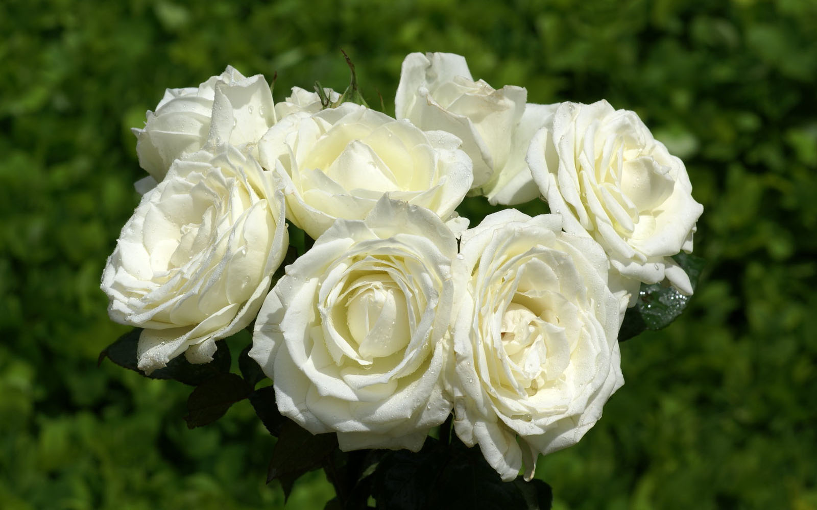 白いバラの壁紙,花,開花植物,庭のバラ,白い,ローズ