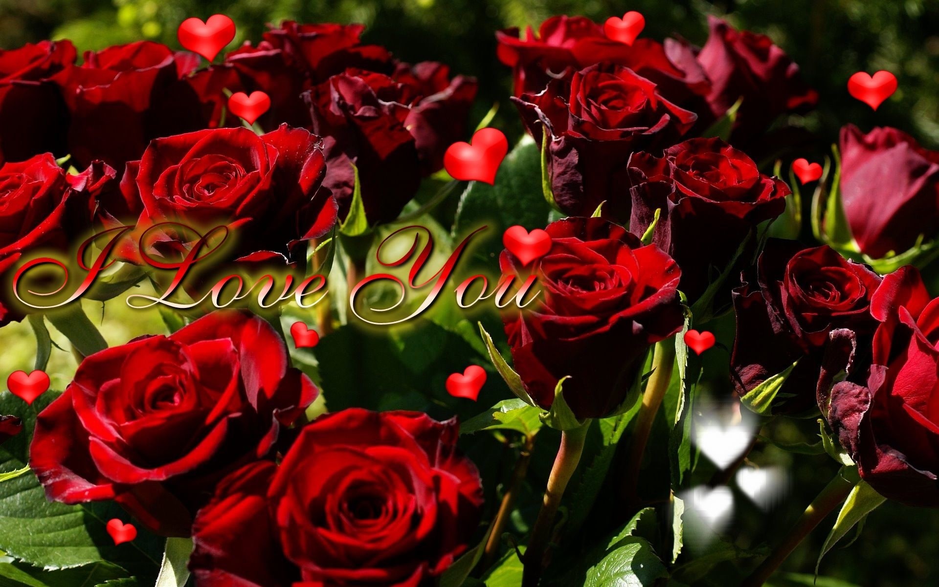 amor rosa fondo de pantalla,flor,rosas de jardín,planta floreciendo,rojo,rosa