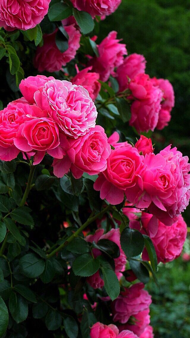 naturaleza fondo de pantalla rosa,flor,planta floreciendo,julia niño rosa,rosas de jardín,rosado