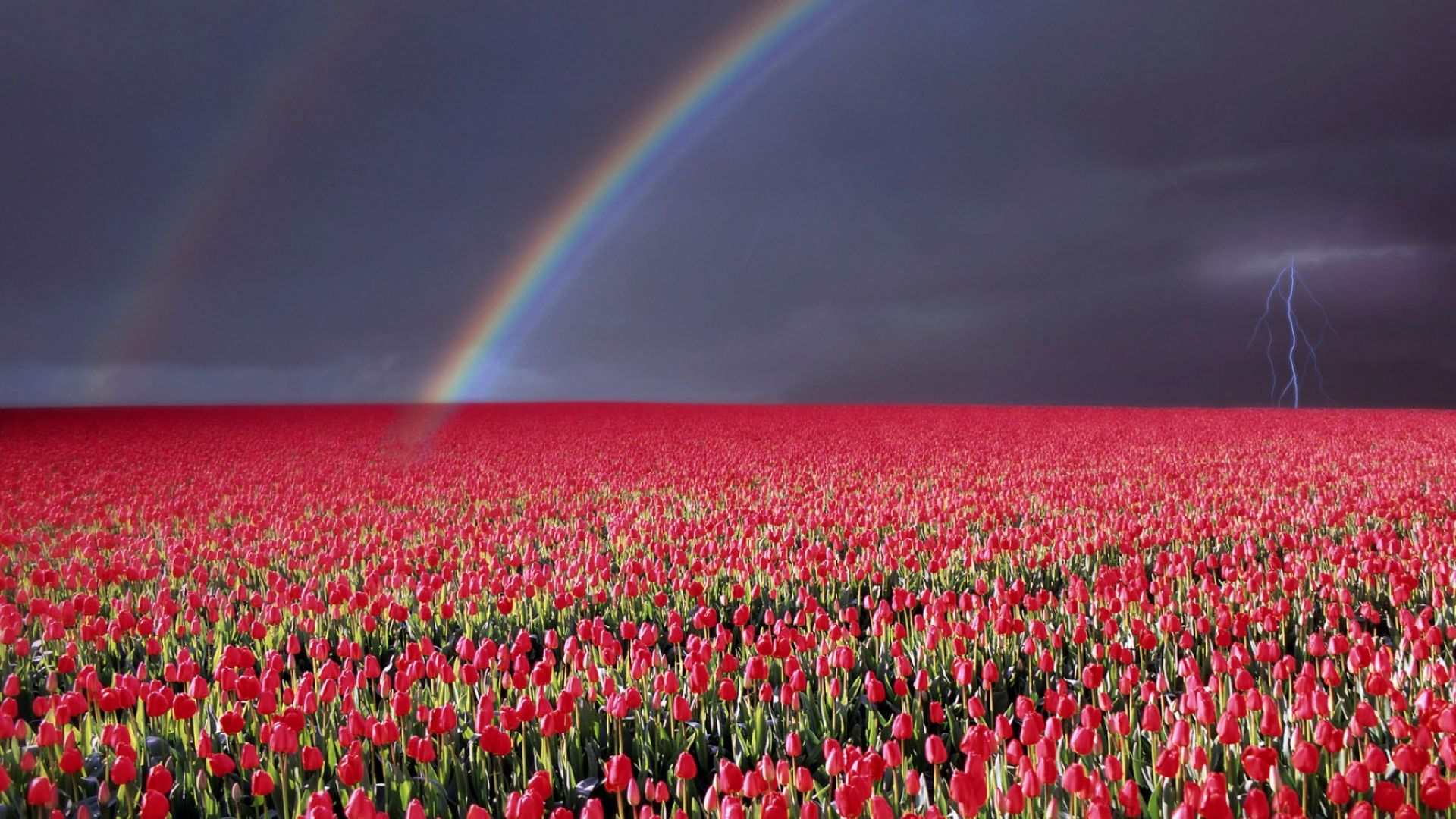 naturaleza fondo de pantalla rosa,cielo,arco iris,campo,planta,flor
