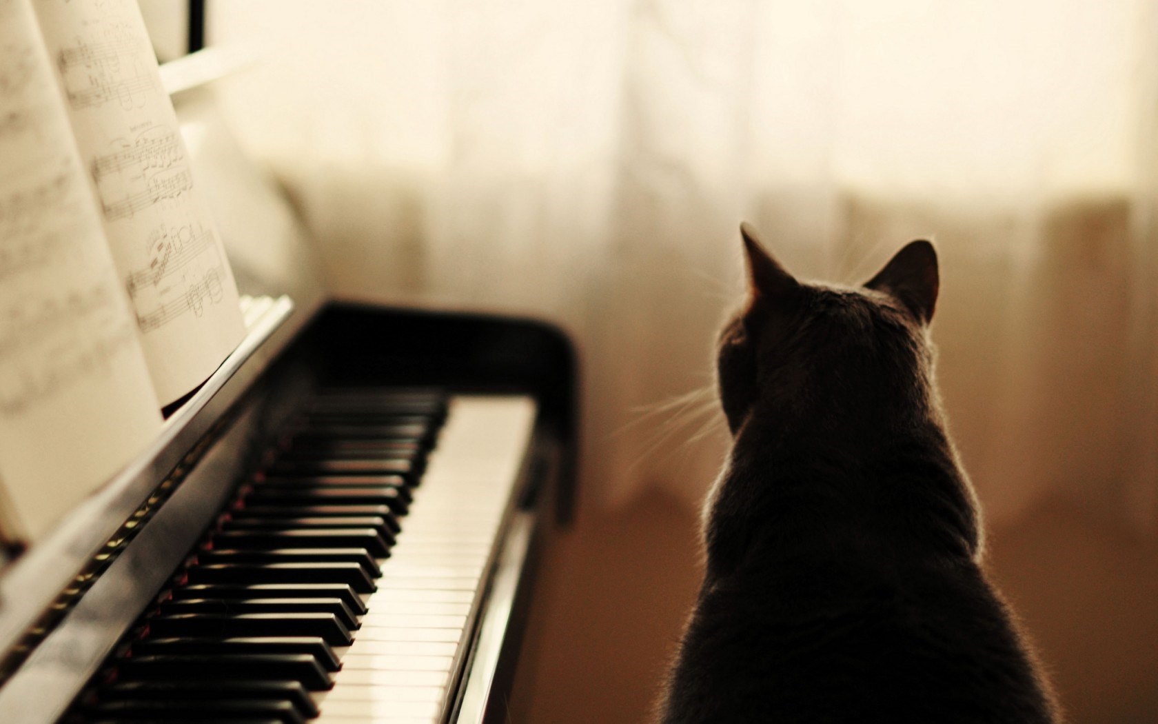 piano wallpaper hd,gatto,pianoforte,strumento musicale,felidae,pianista