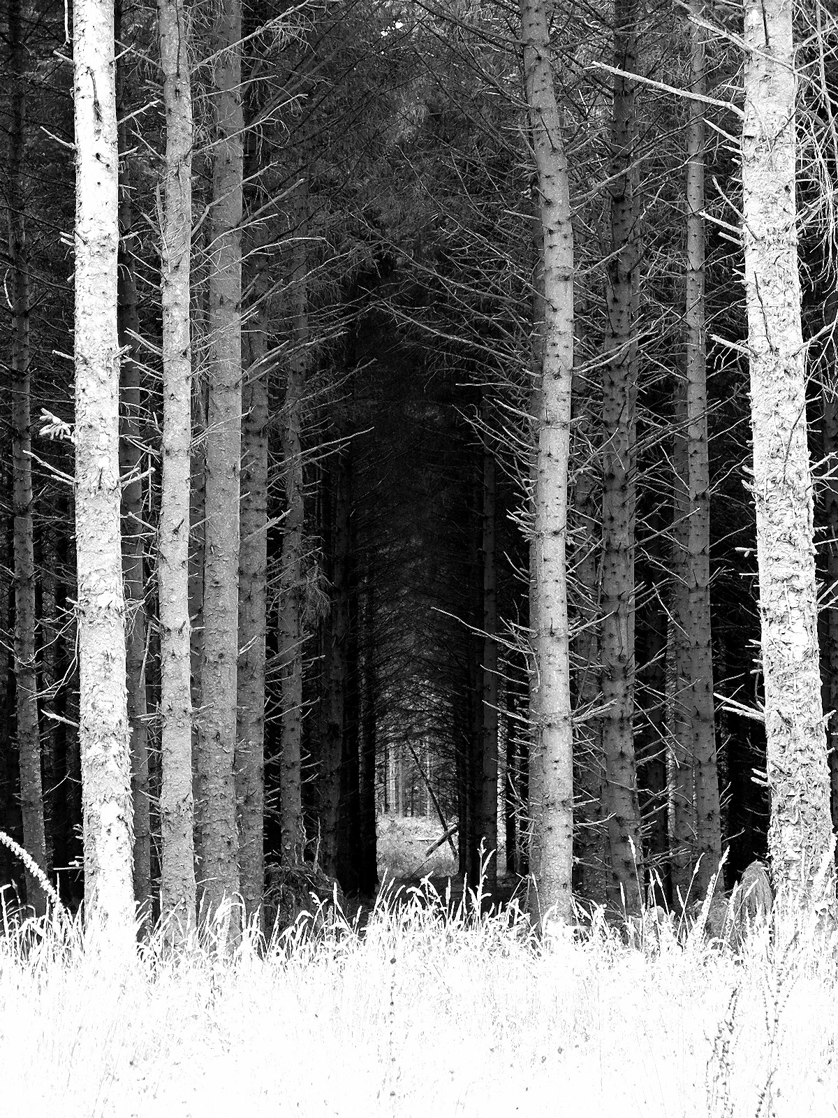 fond d'écran effrayant,arbre,forêt de sapins et d'épinettes,forêt,forêt ancienne,noir et blanc