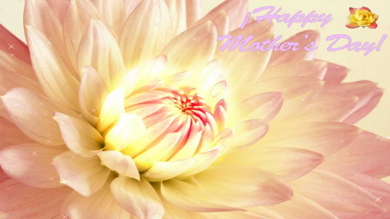 feliz día de la madre fondo de pantalla,pétalo,flor,rosado,planta,amarillo