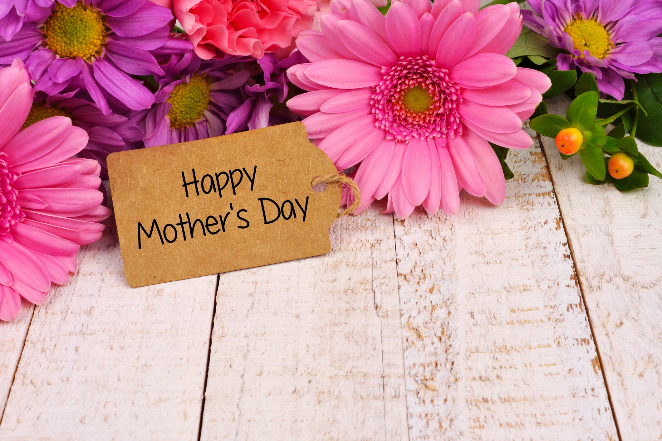 幸せな母の日の壁紙,花,ピンク,ガーベラ,切り花,工場