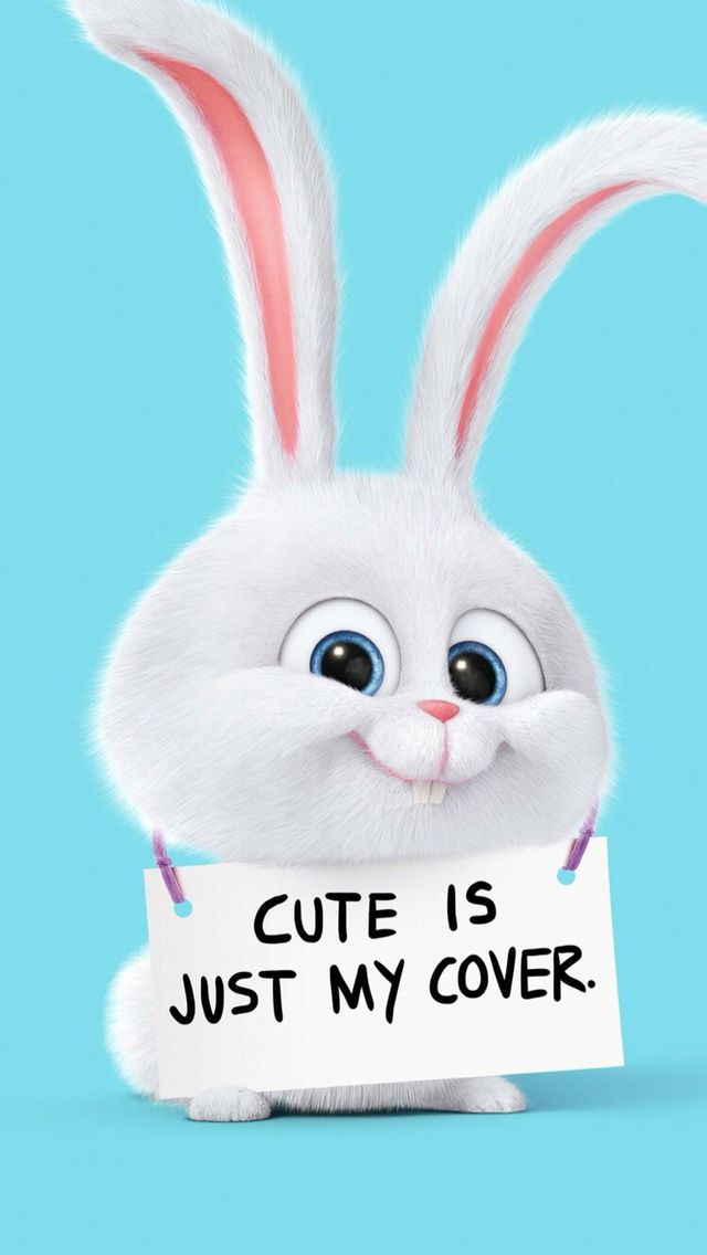 funny wallpaper for whatsapp,rabbit,rabbits and hares,whiskers,easter bunny,snout