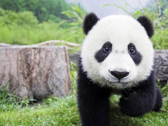 panda live wallpaper,panda,terrestrial animal,mammal,vertebrate,nature reserve