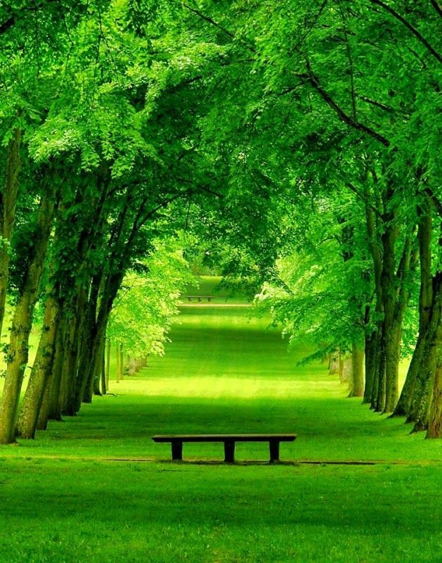 papier peint de verdure,vert,paysage naturel,la nature,banc,arbre