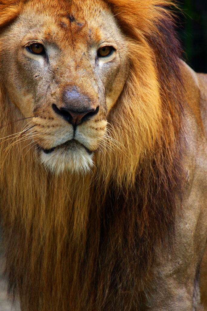fond d'écran singa,lion,animal terrestre,cheveux,faune,lion masai