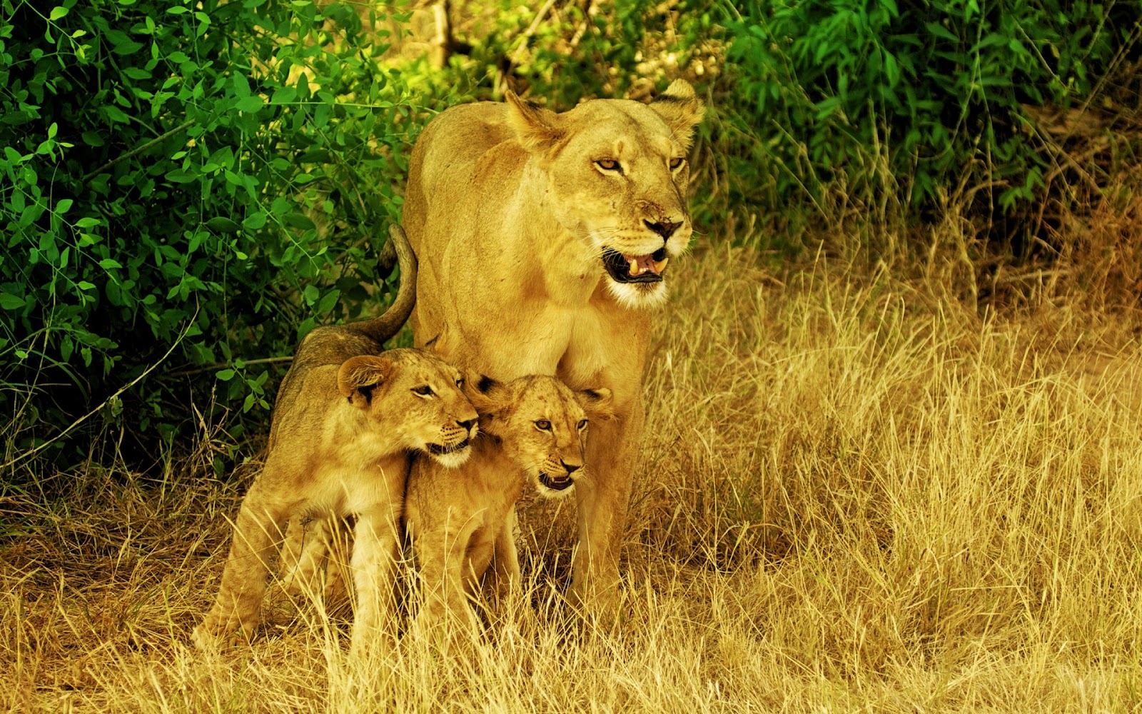 leone wallpaper hd 1080p,natura,leone,animale terrestre,felidae,leone masai