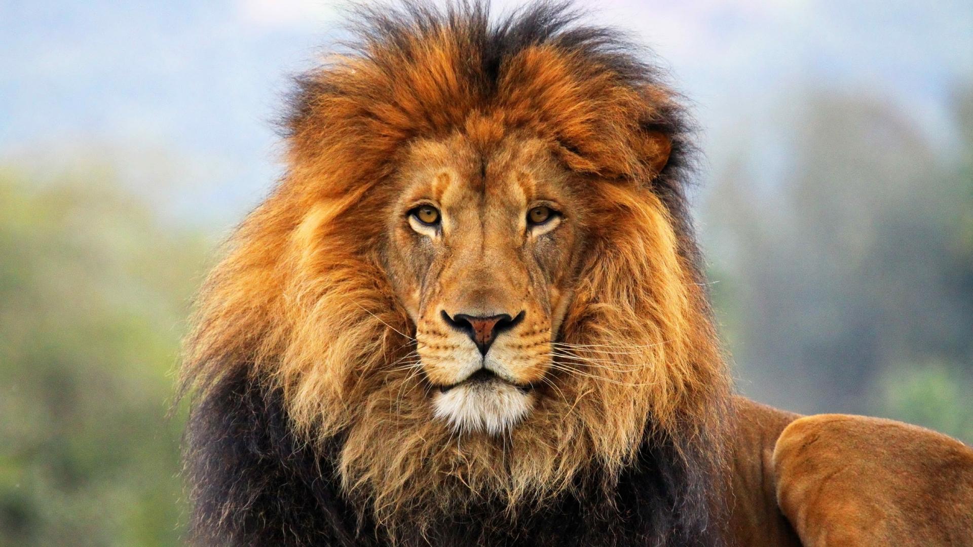 león fondo de pantalla hd 1080p,león,fauna silvestre,cabello,animal terrestre,masai lion