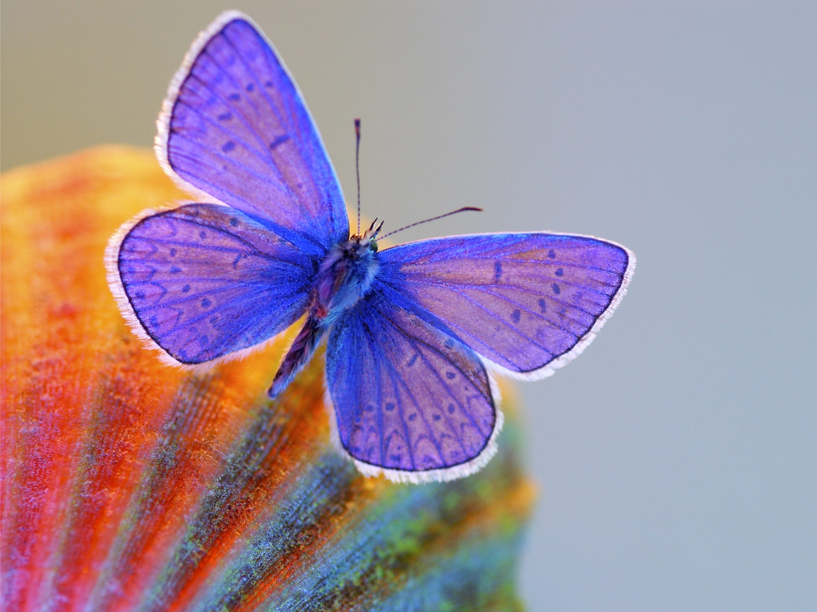 papier peint papillon bleu,papillons et papillons,papillon,insecte,bleu commun,invertébré
