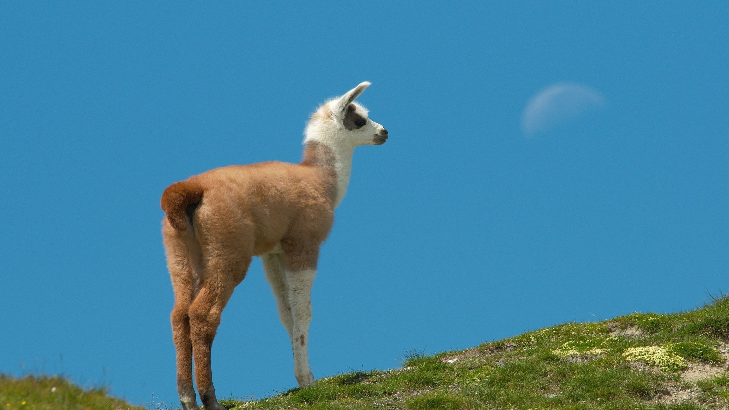llama wallpaper,llama,animal terrestre,fauna silvestre,pradera,alpaca
