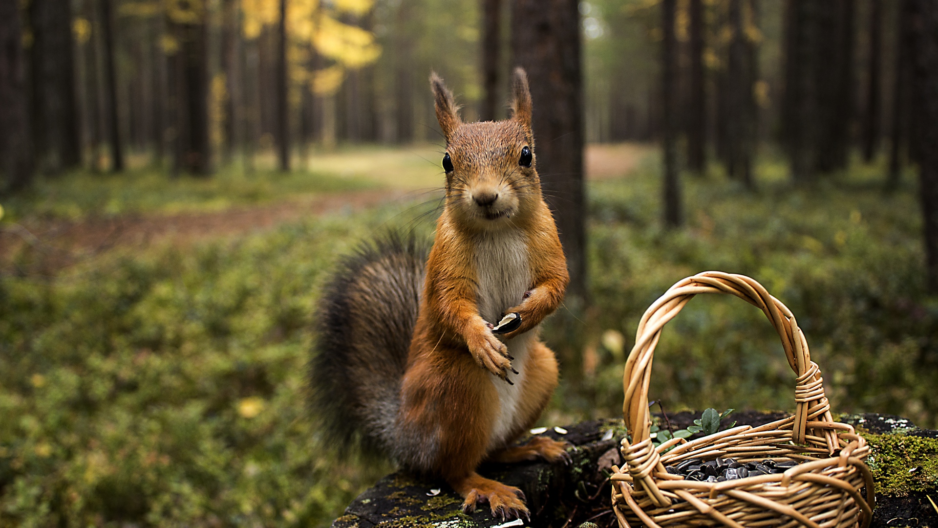 carta da parati scoiattolo,natura,scoiattolo,animale terrestre,scoiattolo volpe,albero