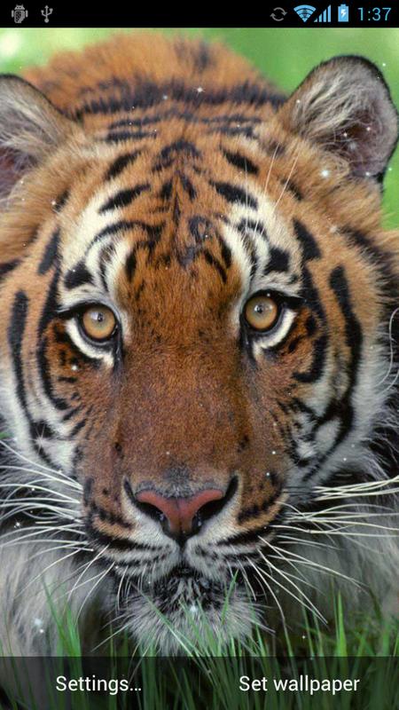 tier live wallpaper,tiger,landtier,tierwelt,bengalischer tiger,schnurrhaare