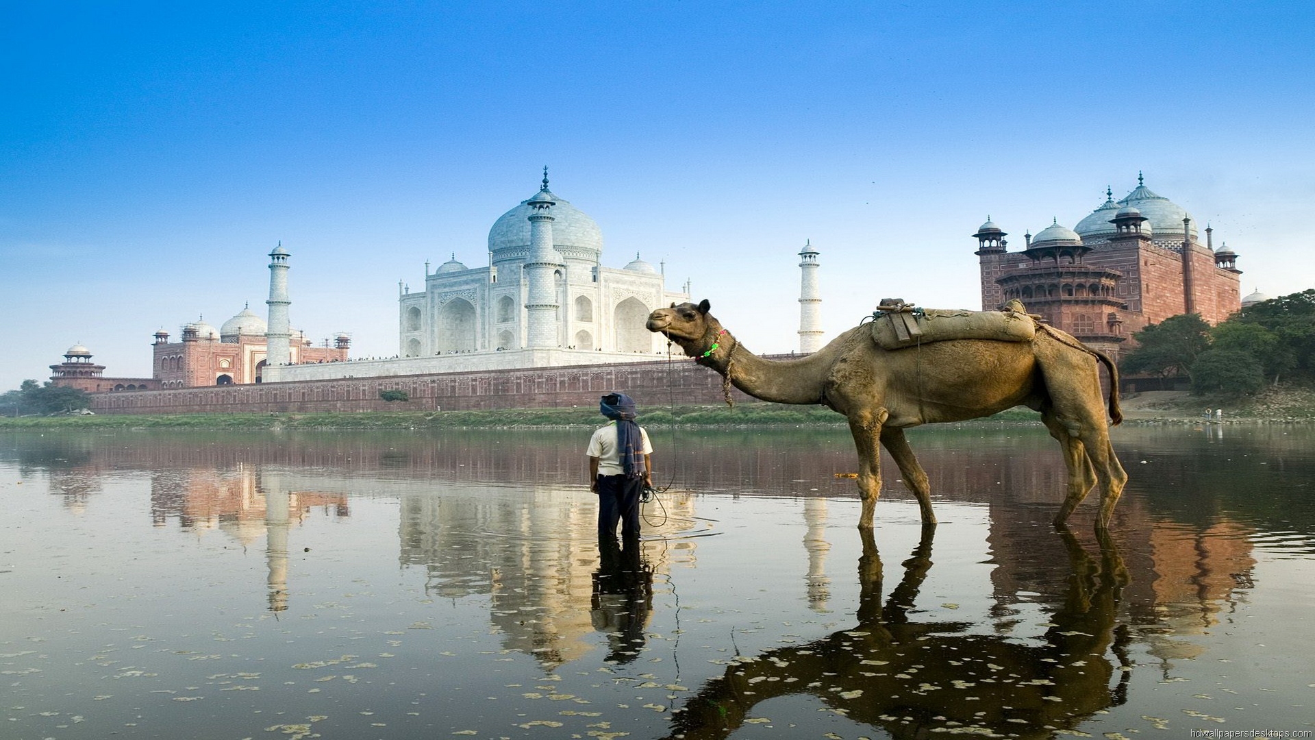 viajes fondos de pantalla hd,camello,camello árabe,reflexión,agua,turismo