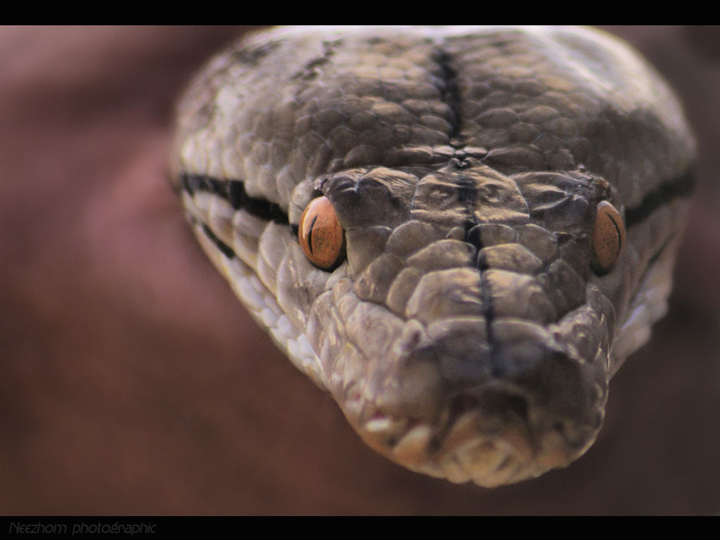 fondo de pantalla ular,reptil,serpiente,serpiente,pitón,serpiente de cascabel