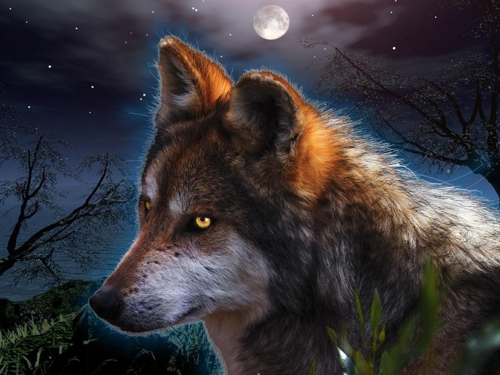 bozkurt tapete,natur,wolf,canis lupus tundrarum,tierwelt,roter wolf