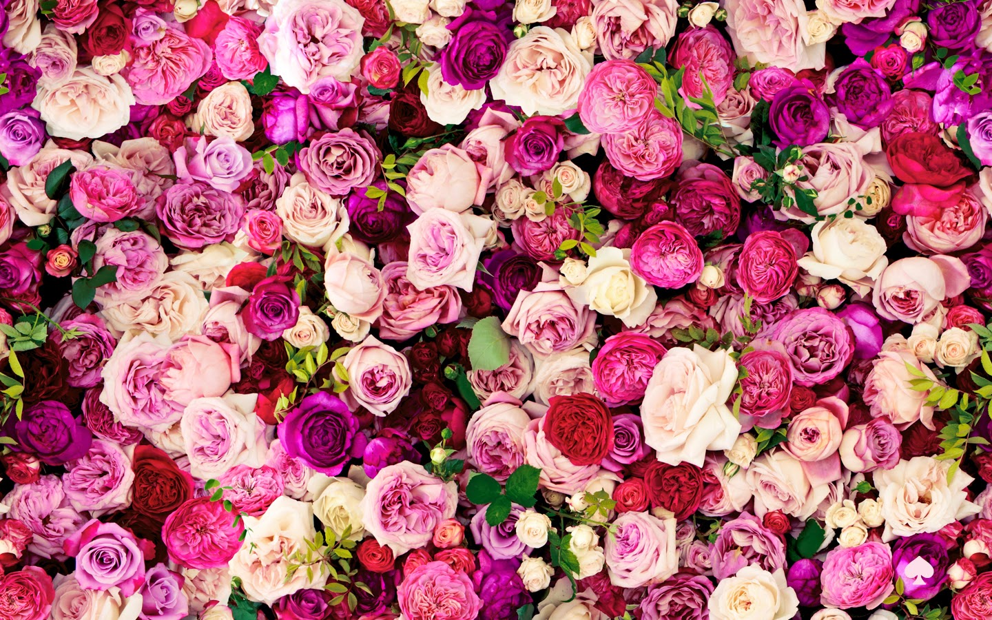 carta da parati kate spade,fiore,rose da giardino,rosa,rosa,petalo