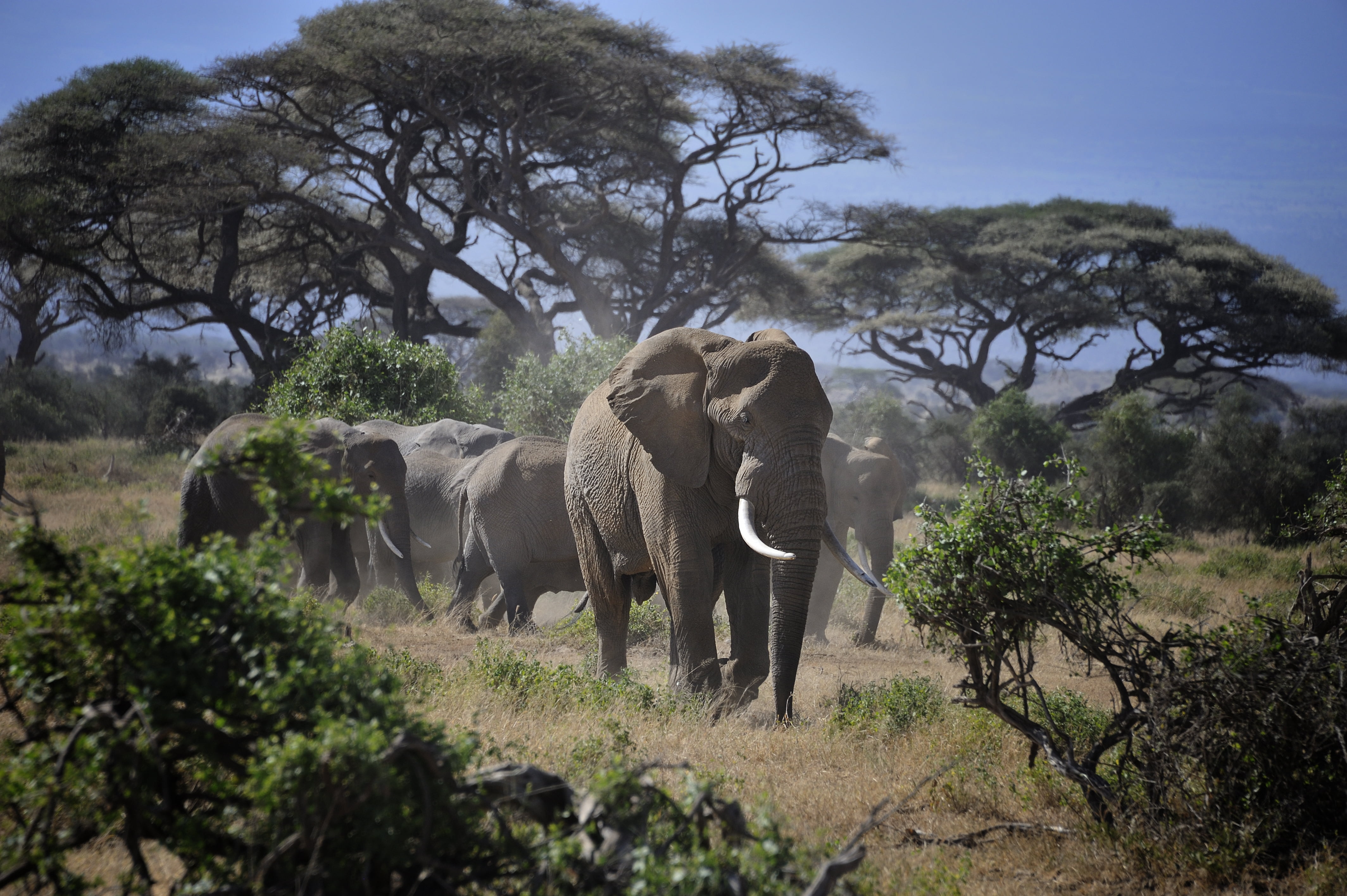 壁紙ケニア,象,陸生動物,野生動物,象とマンモス,インド象