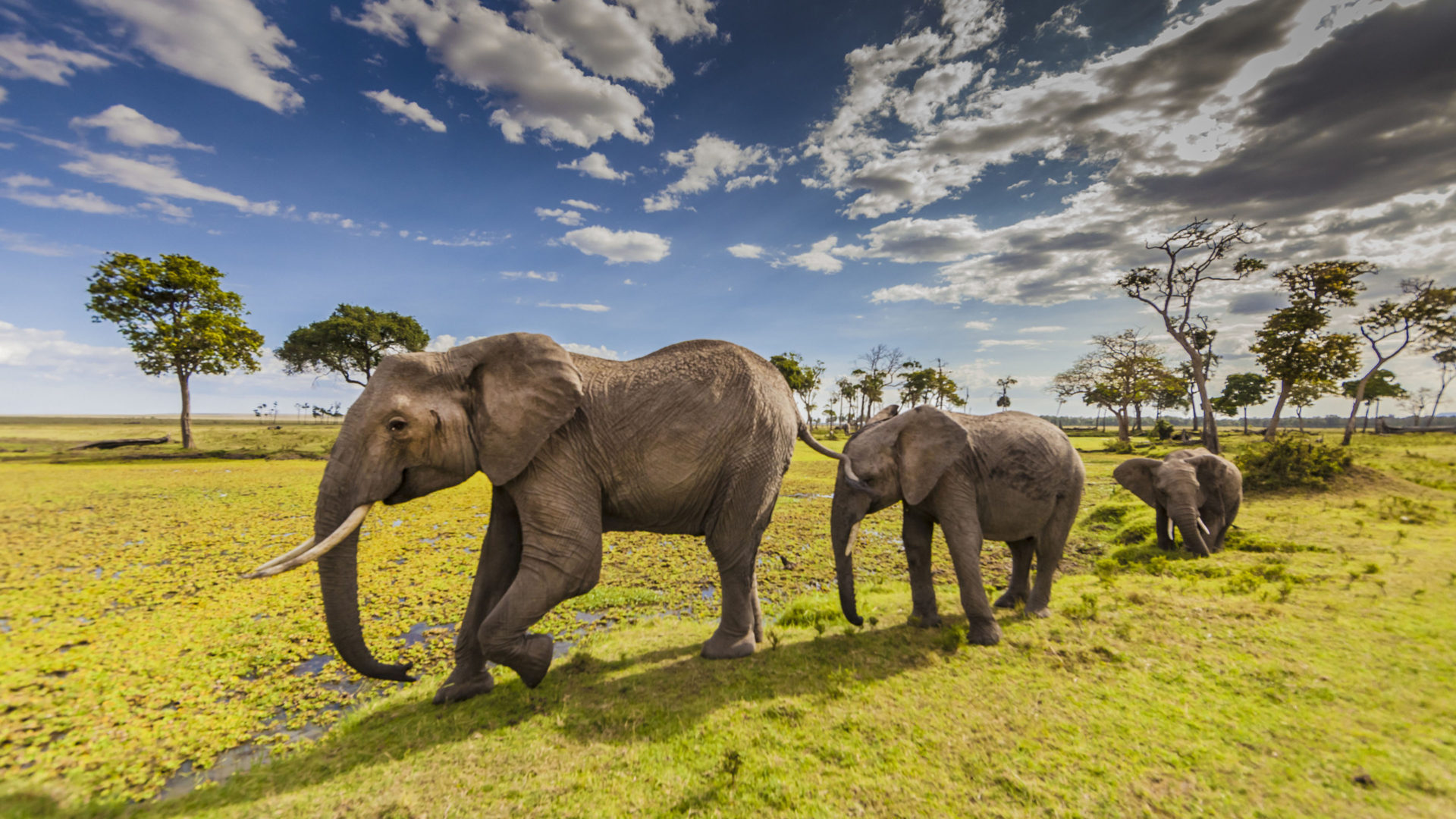 壁紙ケニア,象,陸生動物,象とマンモス,野生動物,インド象