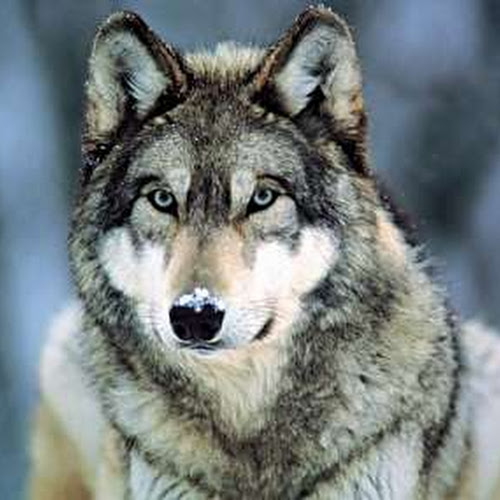 壁紙serigala,狼,犬,チェコスロバキアンウルフドッグ,サールース・ウルフドッグ,狼犬