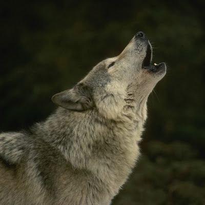 벽지 세리 갈라,늑대,자를 루프 울프 독,야생 동물,체코 슬로바키아 wolfdog,큰 개자리 루푸스 툰드라 룸