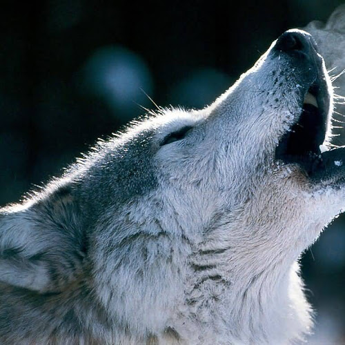 tapete serigala,wolf,schnauze,canis lupus tundrarum,tierwelt,landtier