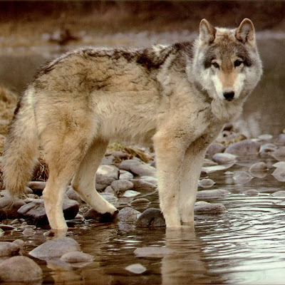 벽지 세리 갈라,큰 개자리 루푸스 툰드라 룸,야생 동물,늑대,늑대 개,체코 슬로바키아 wolfdog