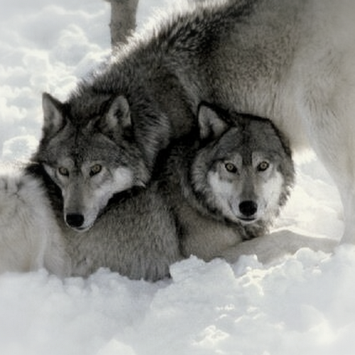 tapete serigala,hund,wolf,wolfshund,canis lupus tundrarum,tschechoslowakischer wolfshund