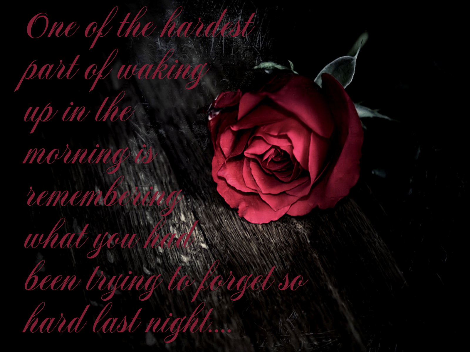愛の壁紙と引用,庭のバラ,赤,ローズ,花弁,静物写真