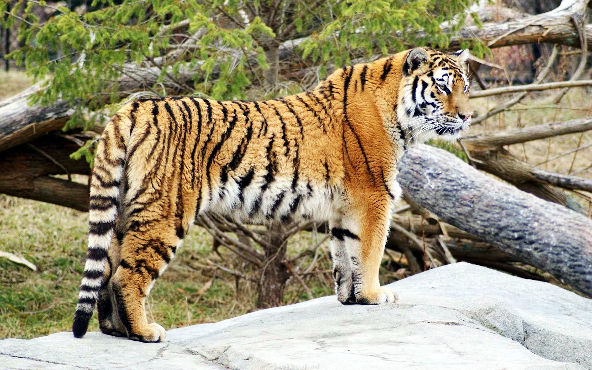 download di sfondi tigre,tigre,natura,animale terrestre,tigre del bengala,tigre siberiana